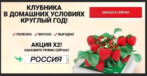 Как заказать купить семена клубники почтой в беларуси