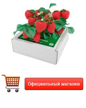 купить чудо ягодницу сказочный сбор в Междуреченске