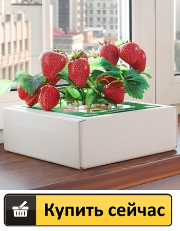 Как заказать выращивание клубники в домашних условиях в квартире
